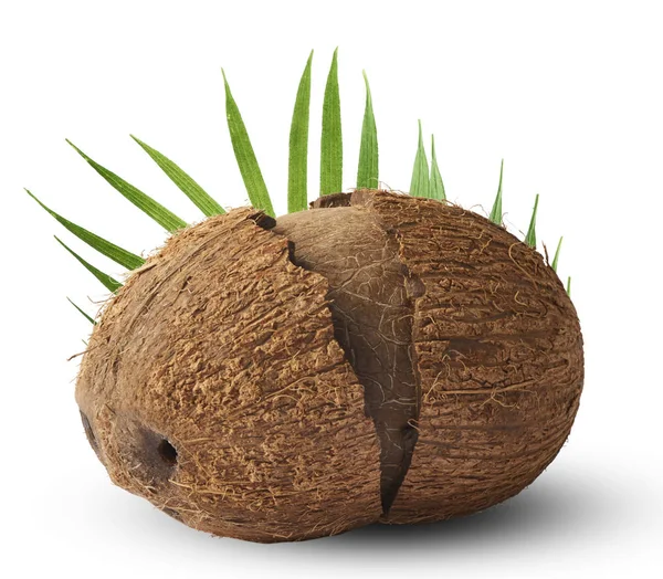 Čerstvé zralé kokosové izolovaných na bílém pozadí — Stock fotografie
