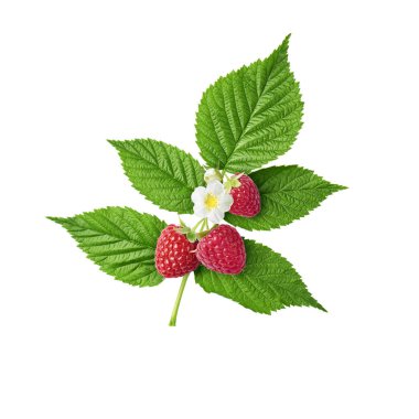 Taze olgun ahududu, yeşil yaprakları ve çiçekler uçan bir