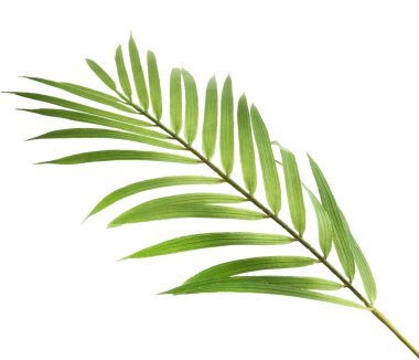 Beyaz üzerinde izole güzel taze yeşil palmiye yaprakları 