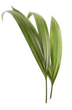 Beyaz üzerinde izole güzel taze yeşil palmiye yaprakları 