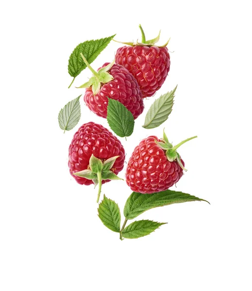 Fresh ripe raspberries, green leaves and flowers flying in the a