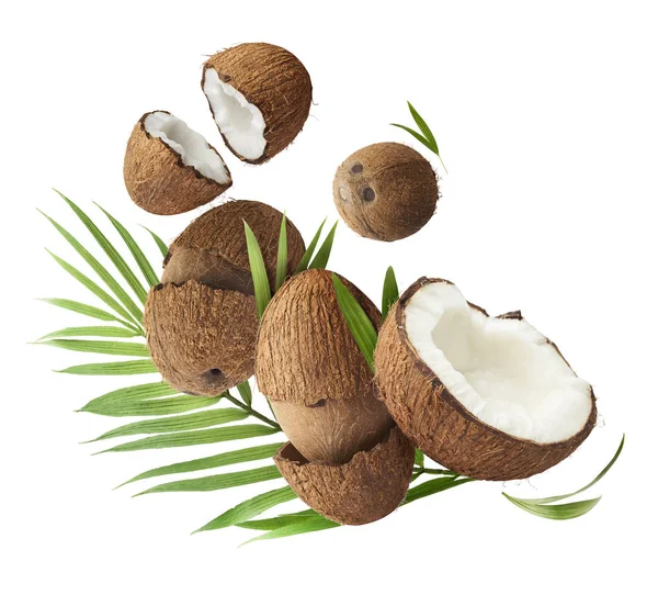 Летает в воздухе свежий спелый цельный и треснувший кокос с пальмовой леей — стоковое фото