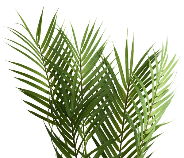 Lindas folhas verdes frescas de palma isoladas em branco — Fotografia de Stock