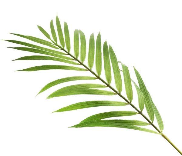 Beautiful fresh green palm leaves isolated on white — Stock Photo, Image