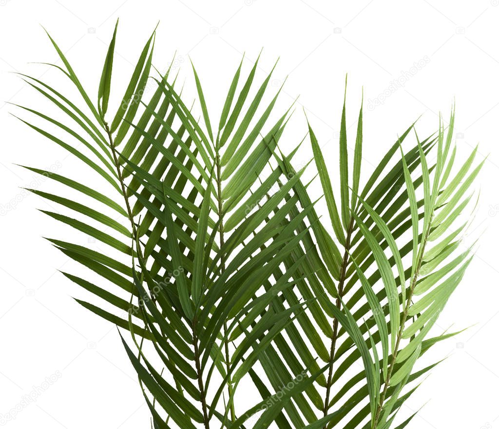 Beautiful fresh green palm leaves isolated on white 
