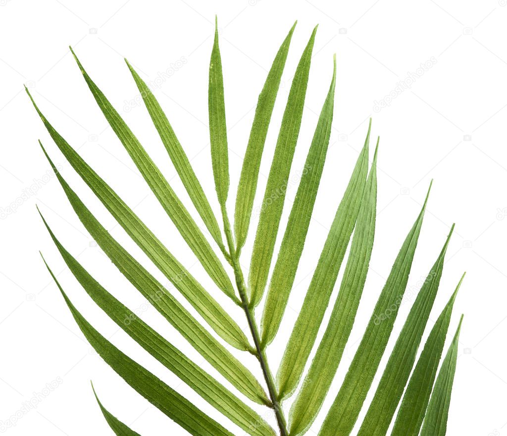 Beautiful fresh green palm leaves isolated on white 