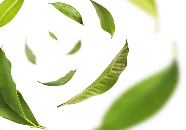 Vividly pływające w powietrzu zielone liście herbaty izolowane na białym BAC — Zdjęcie stockowe
