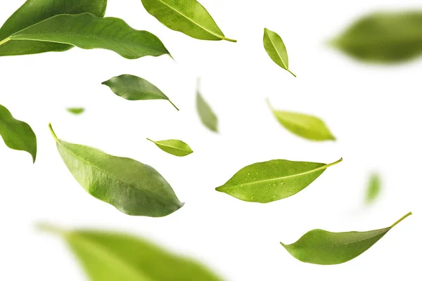Vividamente volando en el aire hojas de té verde aisladas en bac blanco —  Fotos de Stock