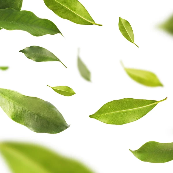 Vividamente volando en el aire hojas de té verde aisladas en bac blanco — Foto de Stock