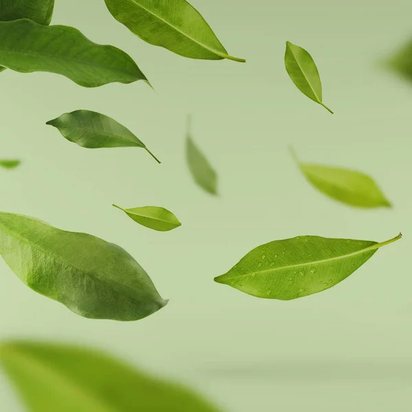 Vividamente volando en el aire hojas de té verde aisladas en bac blanco —  Fotos de Stock