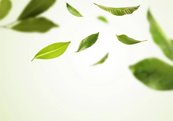 Vividamente volando en el aire hojas de té verde aisladas en bac blanco —  Fotos de Stock