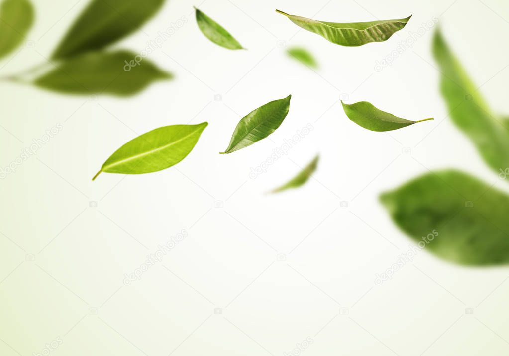 Vividly flying in the air green tea leaves isolated on white bac