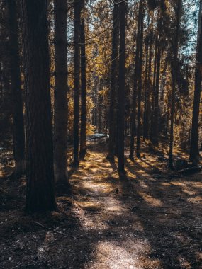 Sibirya orman sonbaharda güzel