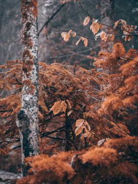 Sibirya orman sonbaharda güzel