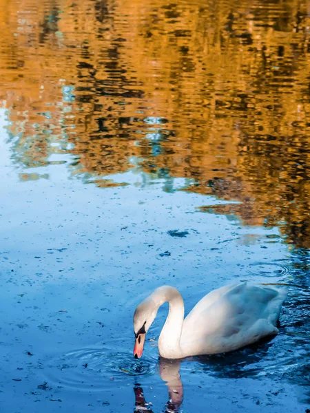 Kuğu swin gölet. Sonbahar gelecek