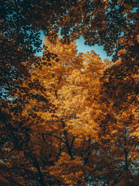 Sonbahar orman park. Çok iyi görünüyor