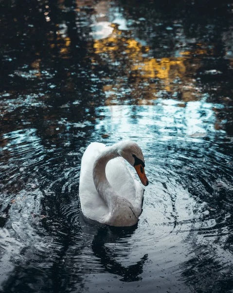 Kuğu swin gölet. Sonbahar gelecek