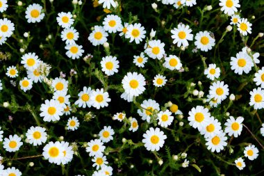 Yeşil çayırlarda yetişen papatya çiçekleri.