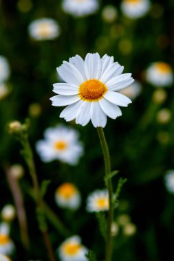 yeşil çayır üzerinde büyüyen yabani papatya çiçek