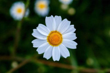 yeşil çayır üzerinde büyüyen yabani papatya çiçek