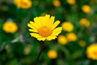 çayırda büyüyen güzel sarı çiçek