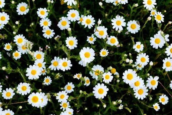 Yeşil çayırlarda yetişen papatya çiçekleri.