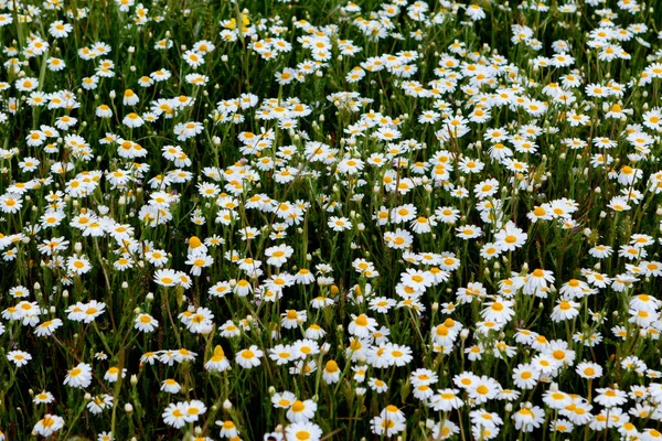 Fleurs Camomille Sauvage Poussant Sur Prairie Verte — Photo