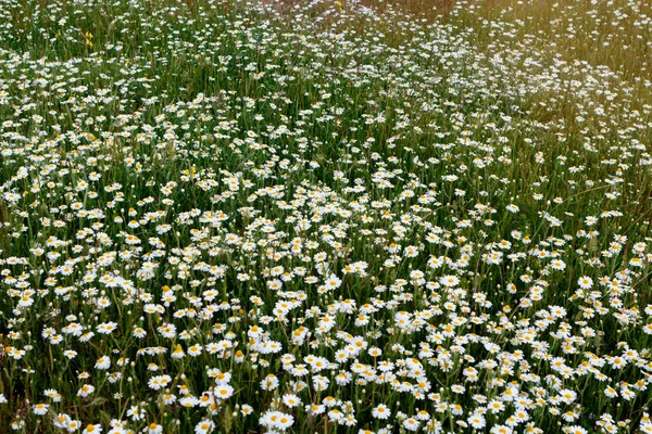 Flores Camomila Selvagens Crescendo Prado Verde — Fotografia de Stock