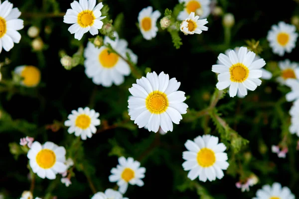 Dzikie Kwiaty Rumianku Rosnące Zielonej Łące — Zdjęcie stockowe