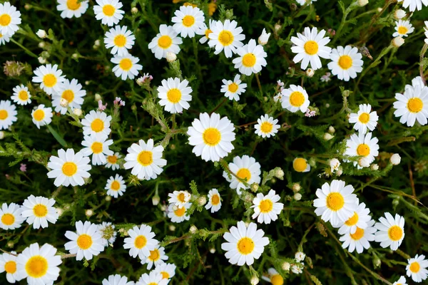 Dzikie Kwiaty Rumianku Rosnące Zielonej Łące — Zdjęcie stockowe