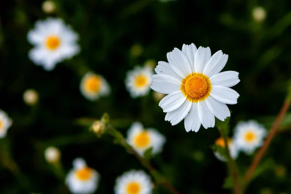 Yeşil Çayır Üzerinde Büyüyen Yabani Papatya Çiçek — Stok fotoğraf