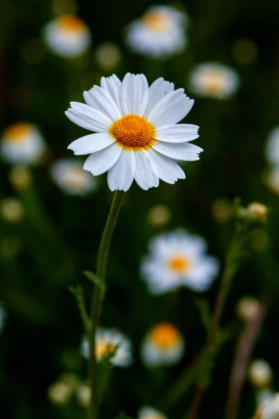 Fleur Camomille Sauvage Poussant Sur Prairie Verte — Photo