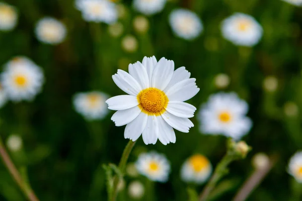 Fleurs Camomille Sauvage Poussant Sur Prairie Verte — Photo