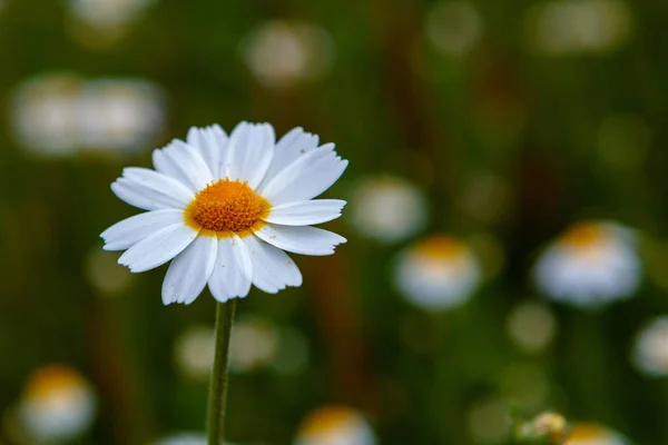 Fleur Camomille Sauvage Poussant Sur Prairie Verte — Photo