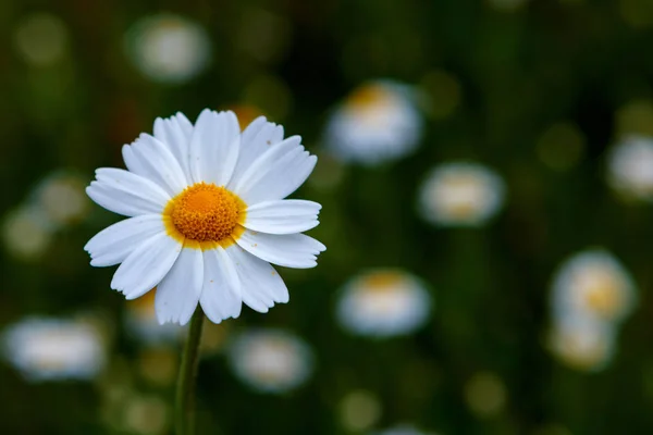 Fleur Camomille Sauvage Poussant Sur Prairie Verte — Photo