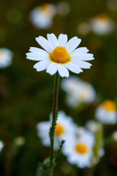 Fleur Camomille Sauvage Poussant Sur Prairie Verte — Photo