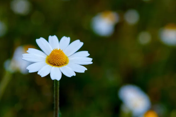 Yeşil Çayır Üzerinde Büyüyen Yabani Papatya Çiçek — Stok fotoğraf