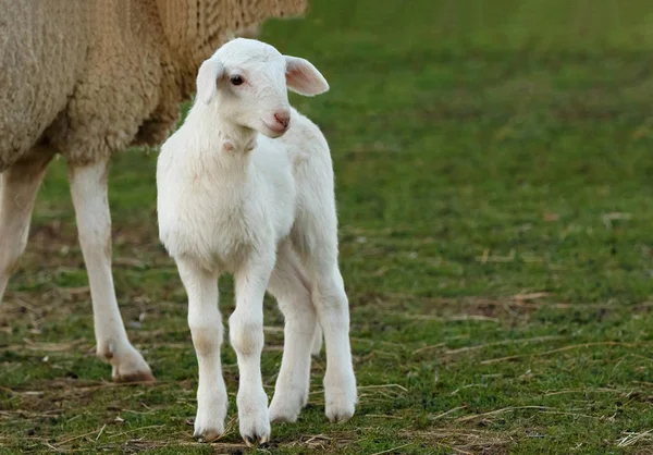 Porträt Eines Süßen Lammes Der Nähe Von Mutter Freien Nahaufnahme — Stockfoto