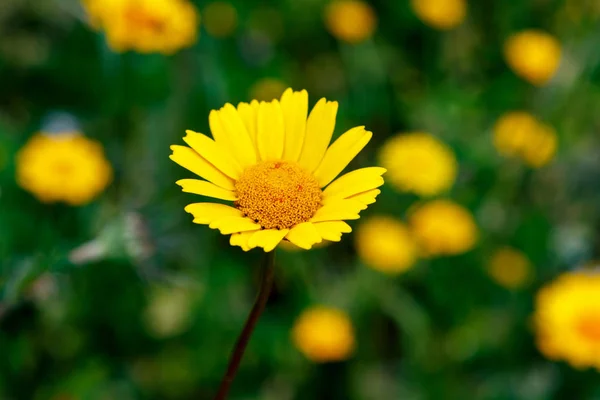 Belle Fleur Jaune Poussant Dans Prairie — Photo