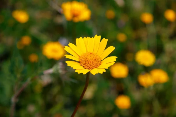 美しい黄色花の牧草地で栽培 ロイヤリティフリーのストック画像