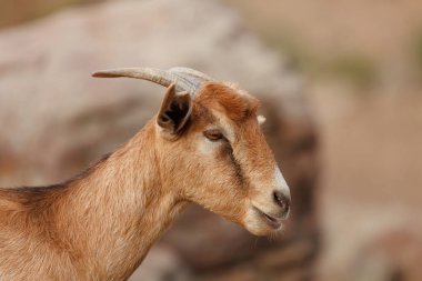 kırsal portre sevimli kahverengi keçi 