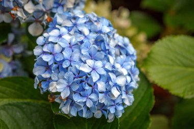 bahçede büyüyen ortanca mavi çiçekler 