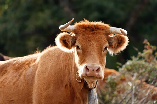 sevimli kırmızı saçlı inek kırsal kesimde