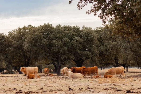 Muchas Vacas Pastando Campo Cerca Los Árboles — Foto de Stock