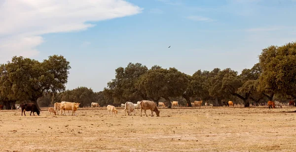 Muchas Vacas Pastando Campo Cerca Los Árboles — Foto de Stock