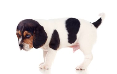 Beyaz arka planda izole edilmiş şirin köpek yavrusu.