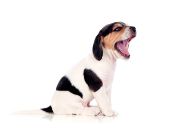 Beyaz arka planda izole edilmiş şirin köpek yavrusu.