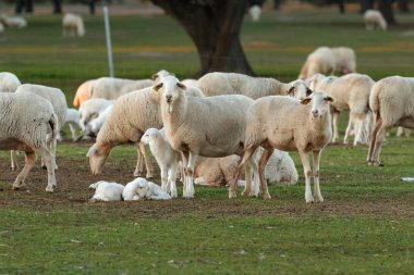  sevimli kuzu ve koyun otlatma yeşil çayır on