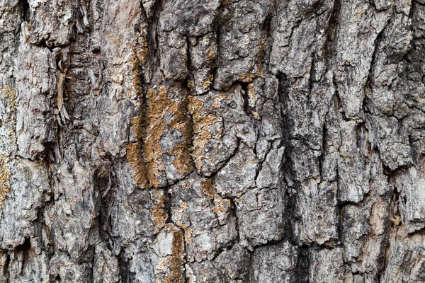 Closeup Wooden Bark Texture Old Tree Detail — Stock Photo, Image