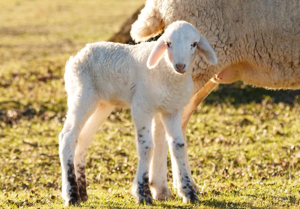 Porträtt Söta Lamm Nära Mor Utomhus Närbild — Stockfoto